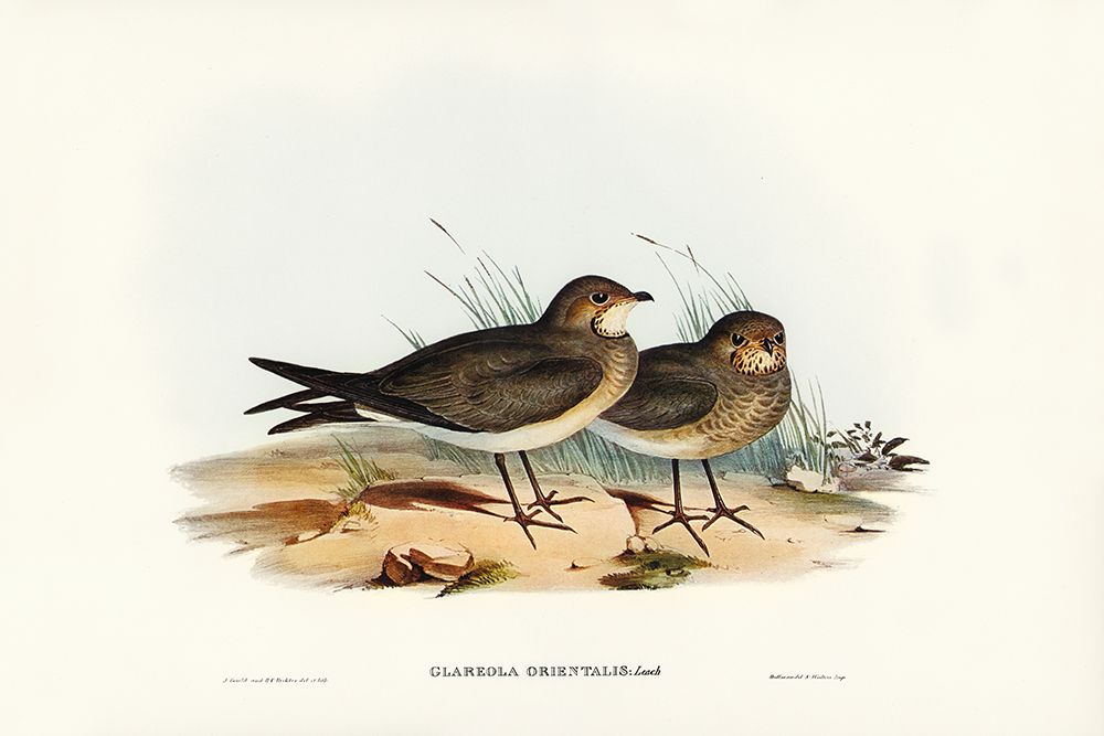 Oriental Pratincole-Glareola Orientalis art print by John Gould for $57.95 CAD