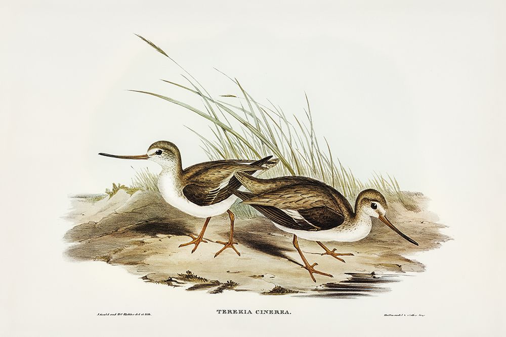 Terek Godwit-Terekia cinerea art print by John Gould for $57.95 CAD