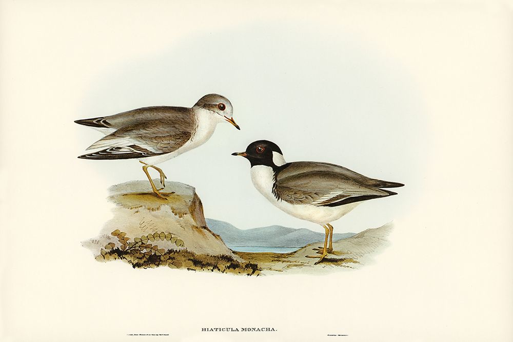 Hooded Dottrel-Hiaticula monacha art print by John Gould for $57.95 CAD