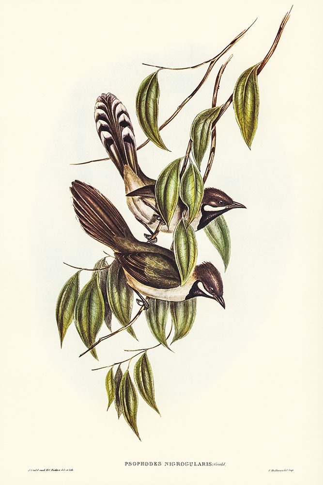 Black-throated Psophodes-Psophodes nigrogularis art print by John Gould for $57.95 CAD