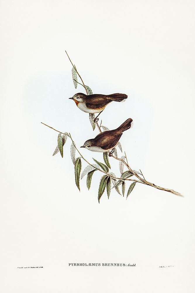 Brown Red-throat-Pyrrholaemus brunneus art print by John Gould for $57.95 CAD