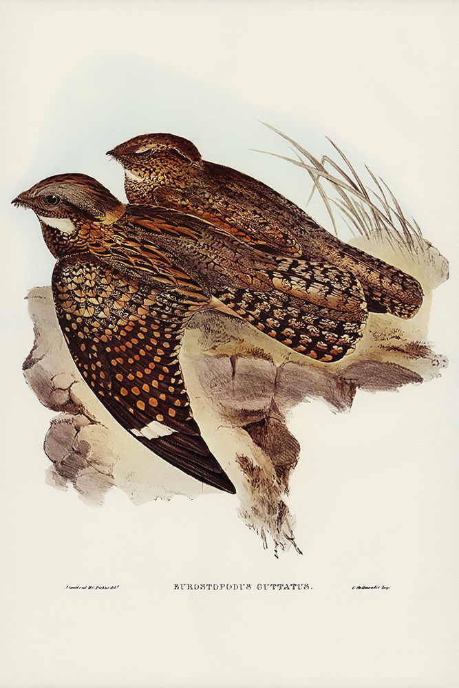 Spotted Goat-sucker-Eurostopodus guttatus art print by John Gould for $57.95 CAD