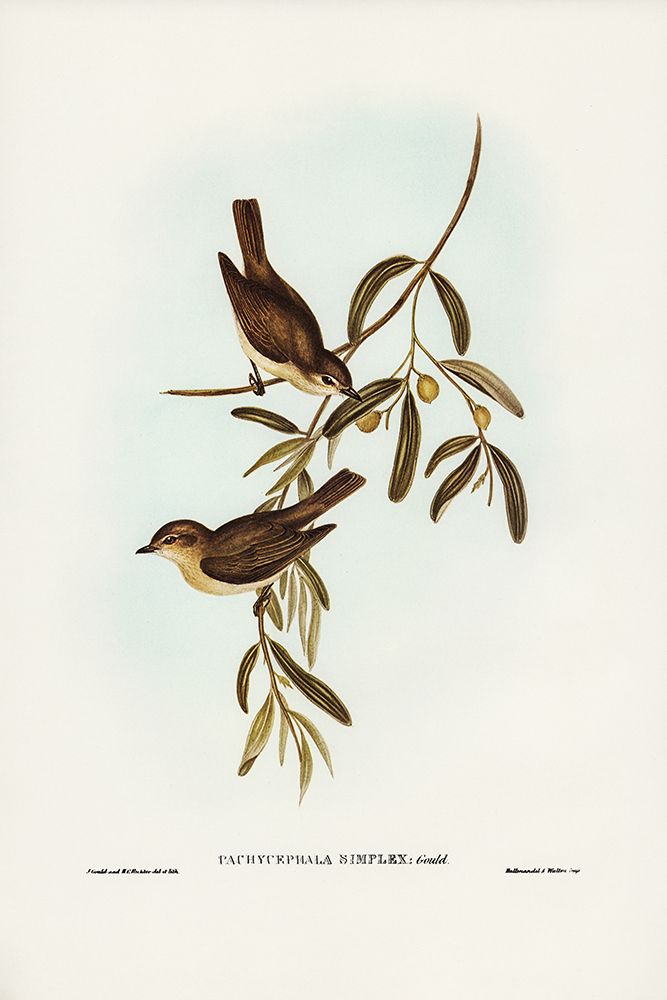 Plain-coloured Pachycephala-Pachycephala simplex art print by John Gould for $57.95 CAD