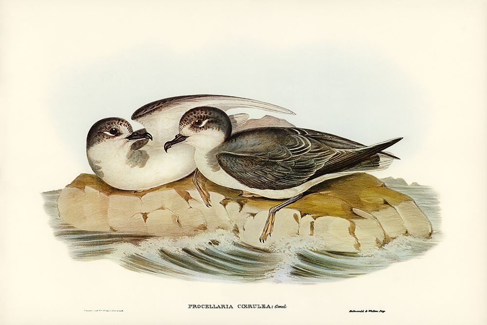 Blue Petrel-Procellaria coerulea art print by John Gould for $57.95 CAD