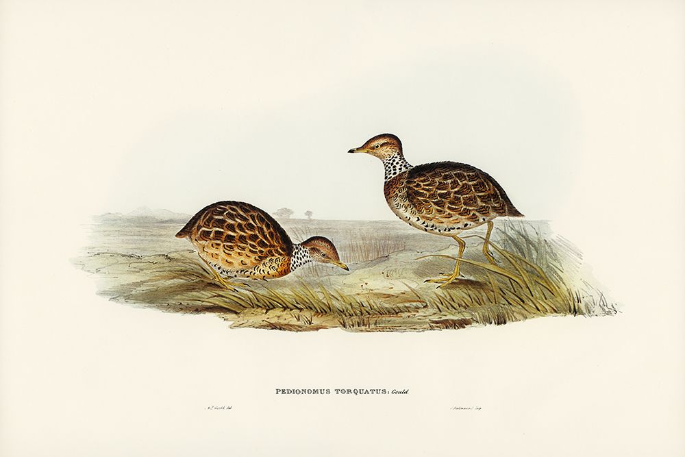 Collared Plain Wanderer-Pedionomus torquatus art print by John Gould for $57.95 CAD