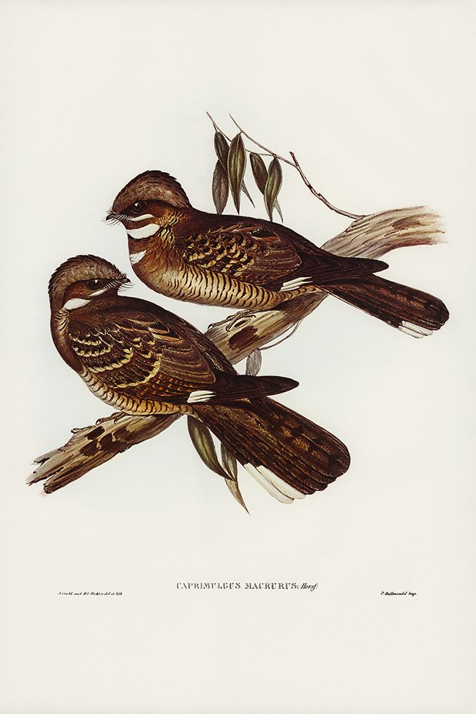Large-tailed Goat-sucker-Caprimulgus macrurus art print by John Gould for $57.95 CAD