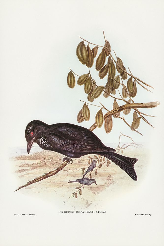 Spangled Drongo-Dicrurus bracteatus art print by John Gould for $57.95 CAD