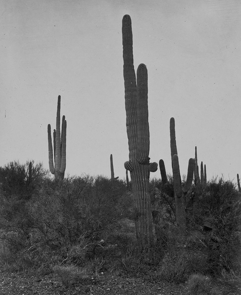 Cereus giganteus-Arizona art print by Timothy H OSullivan for $57.95 CAD