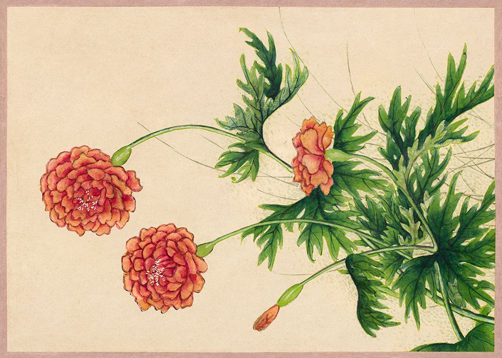 Peony art print by Zhang Ruoai for $57.95 CAD