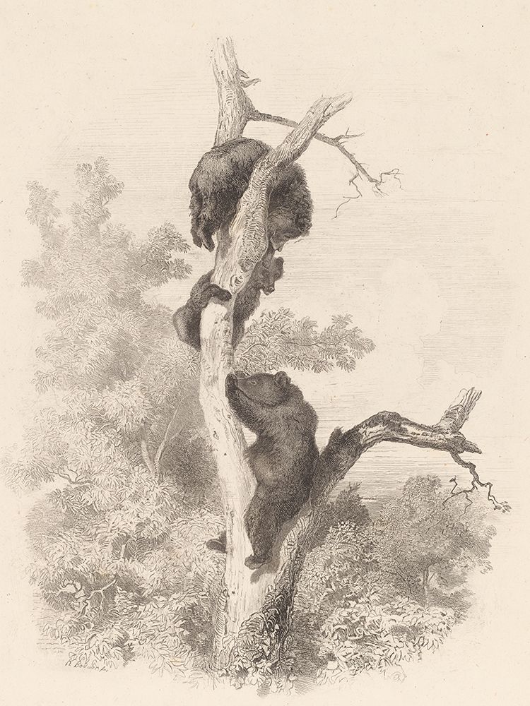 Les Ours-The Bears art print by Karl Bodmer for $57.95 CAD