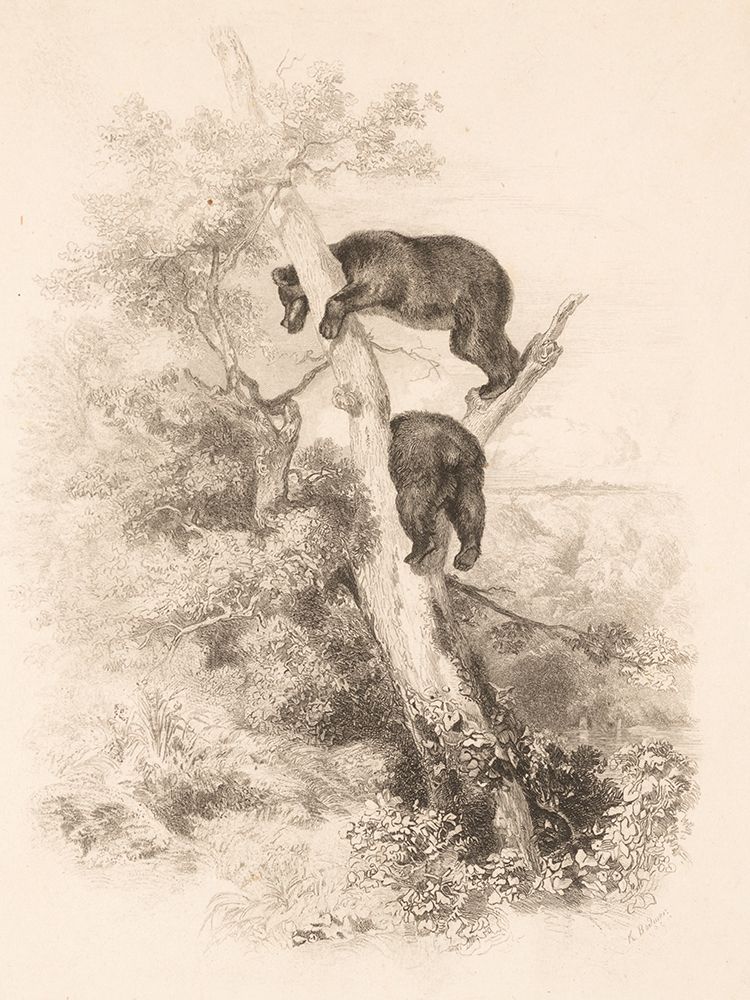 Two Bears art print by Karl Bodmer for $57.95 CAD