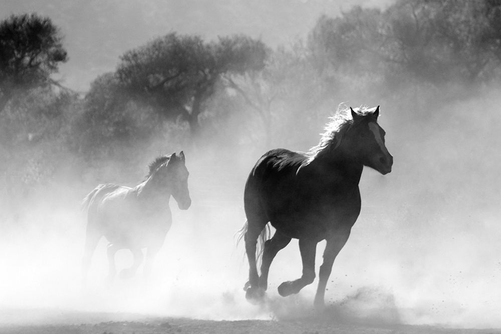 Free Runners art print by The Yellowstone Collection for $57.95 CAD