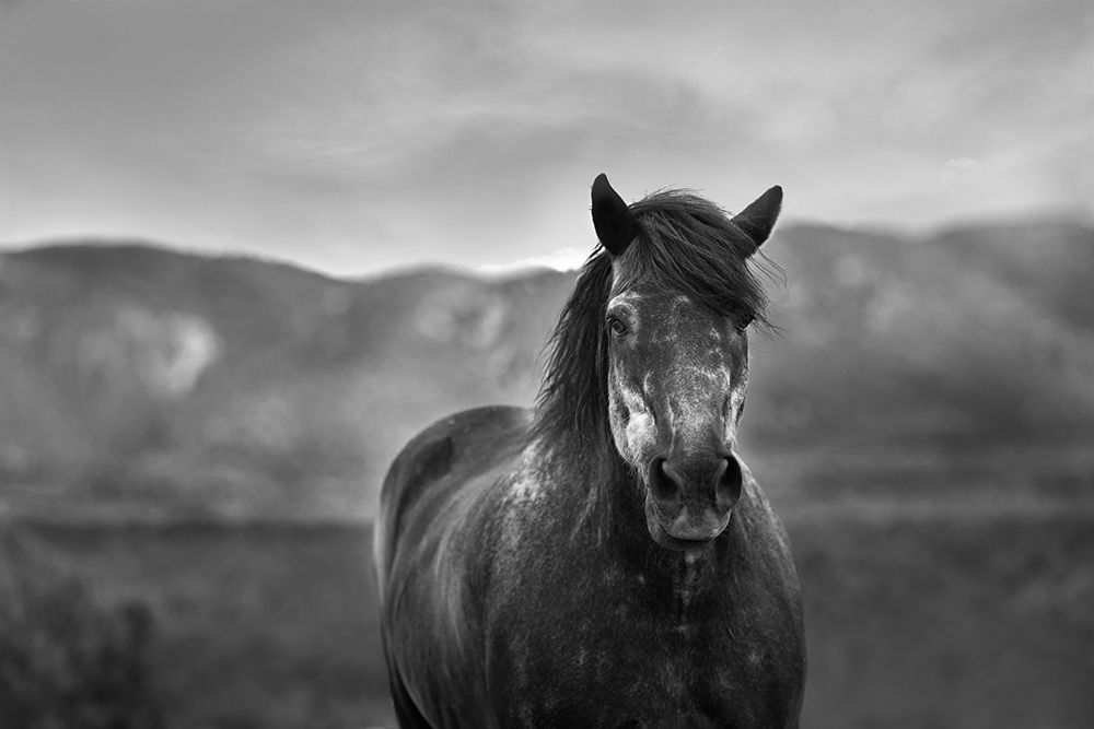 Gray Day art print by The Yellowstone Collection for $57.95 CAD
