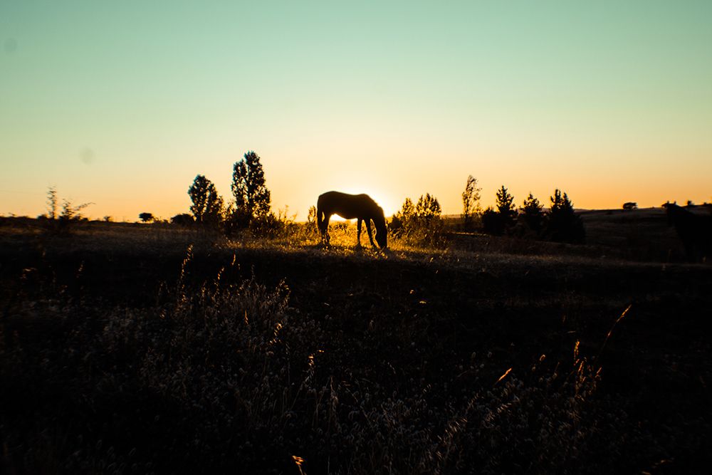 Grazing at Sunset art print by The Yellowstone Collection for $57.95 CAD