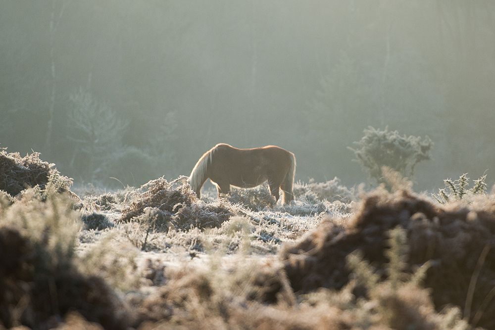 Grazing in the Shrubs art print by The Yellowstone Collection for $57.95 CAD