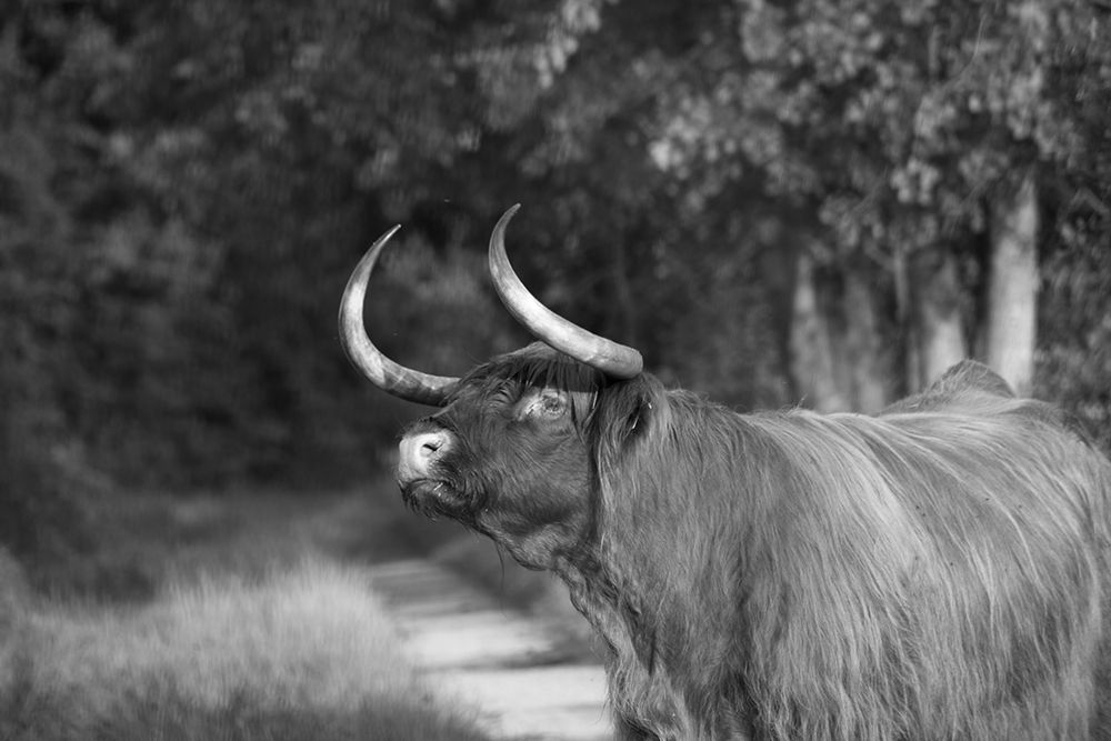 Heads Up art print by The Yellowstone Collection for $57.95 CAD