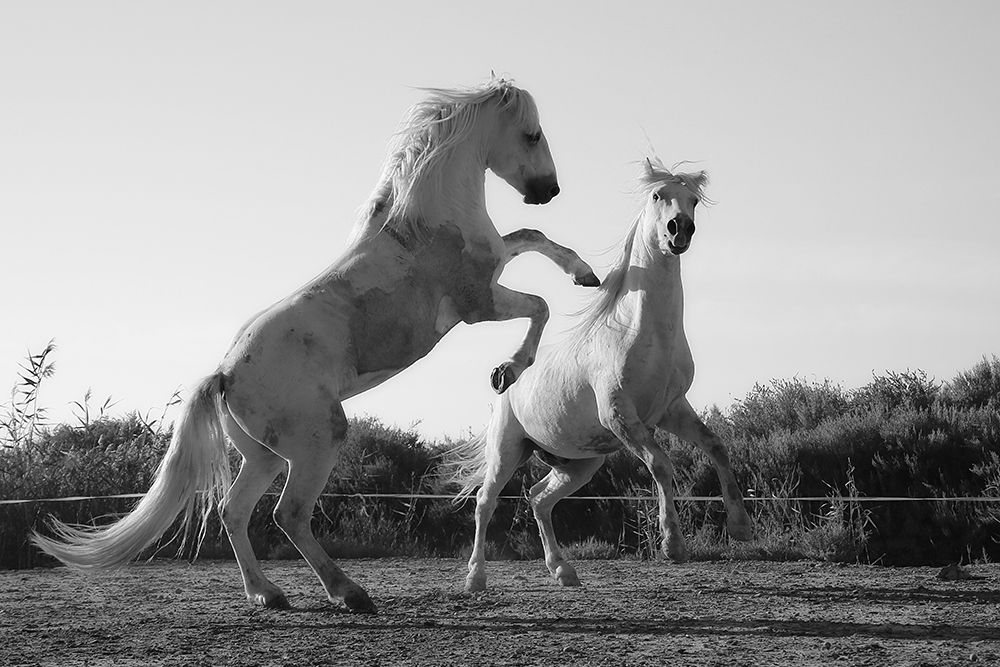 Horse Dance art print by The Yellowstone Collection for $57.95 CAD
