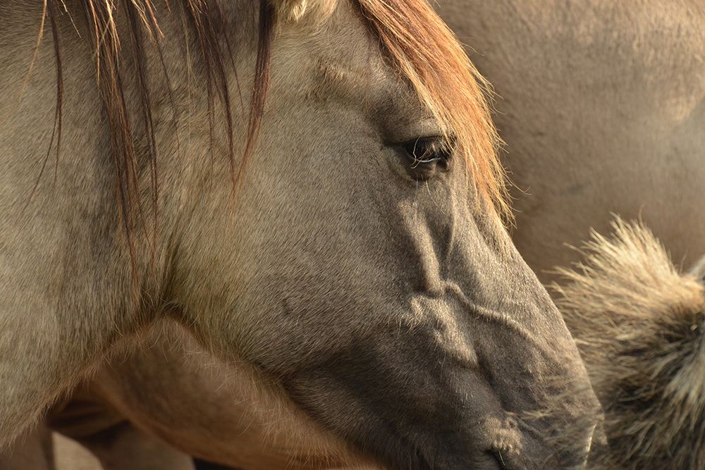 Horse Grain art print by The Yellowstone Collection for $57.95 CAD