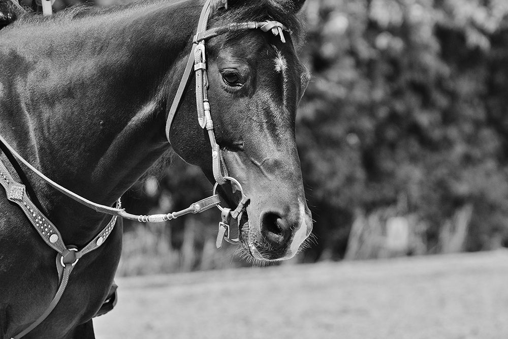 Horse in western bridle I art print by The Yellowstone Collection for $57.95 CAD