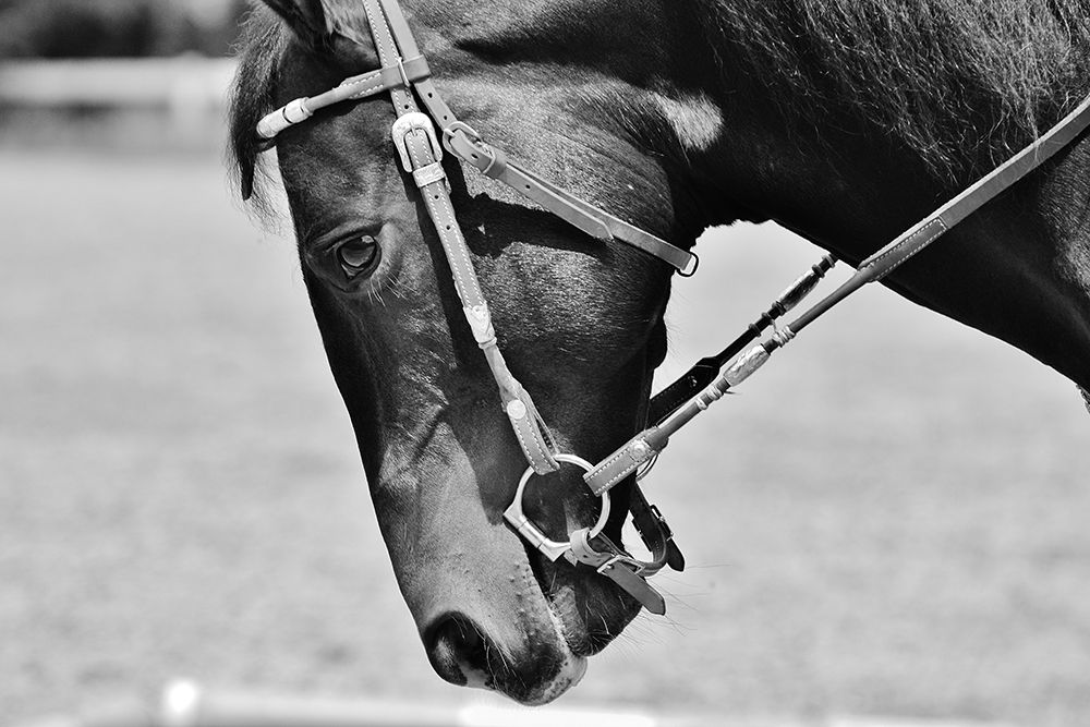 Horse in western bridle II art print by The Yellowstone Collection for $57.95 CAD