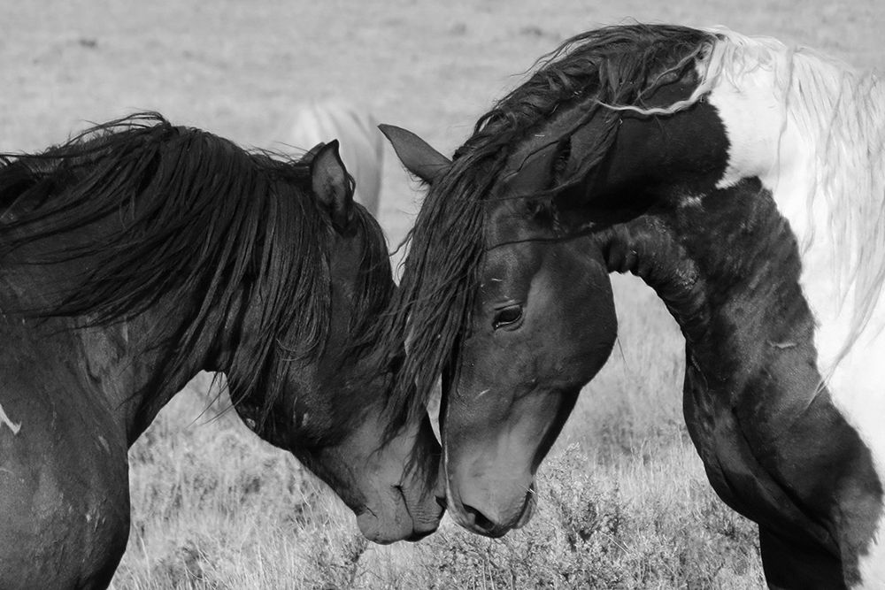 Horse Kiss art print by The Yellowstone Collection for $57.95 CAD