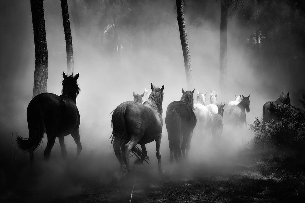 In to the Forest art print by The Yellowstone Collection for $57.95 CAD
