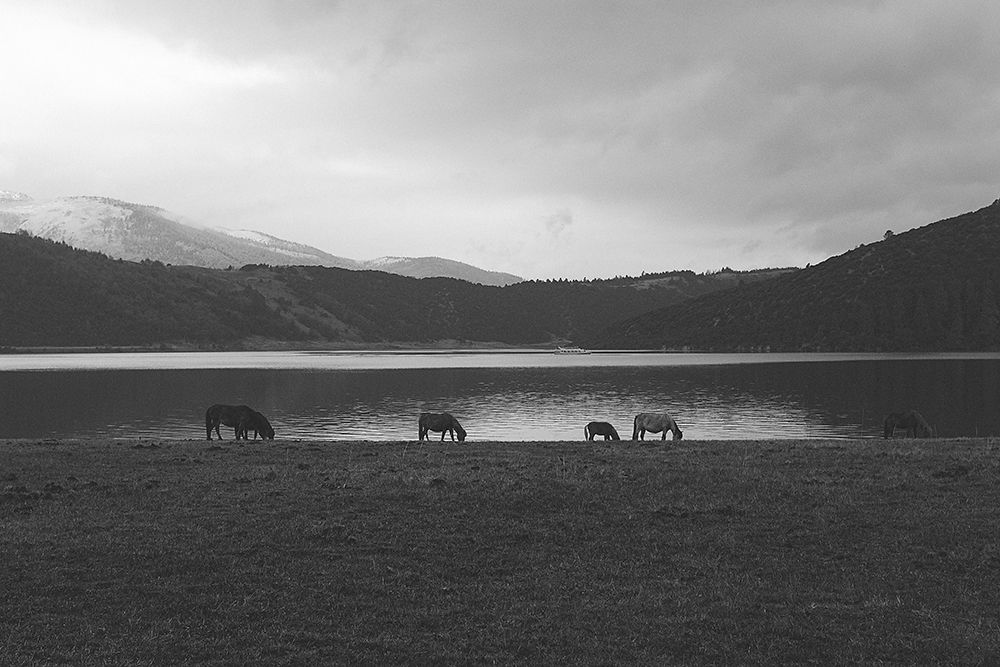 Lakeside Grazing art print by The Yellowstone Collection for $57.95 CAD