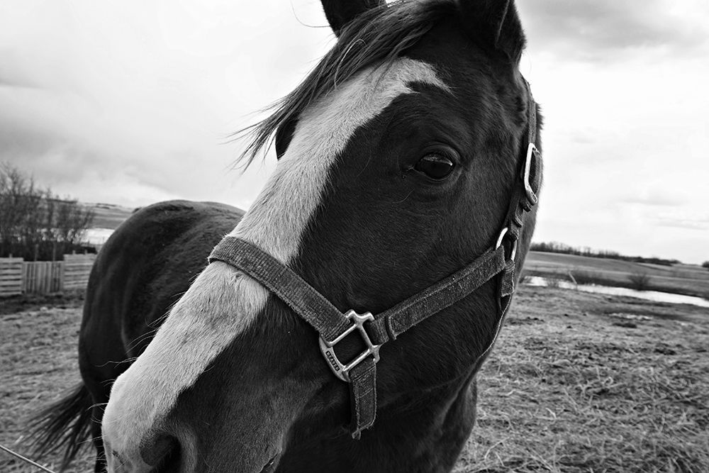 Look in to my Eye art print by The Yellowstone Collection for $57.95 CAD