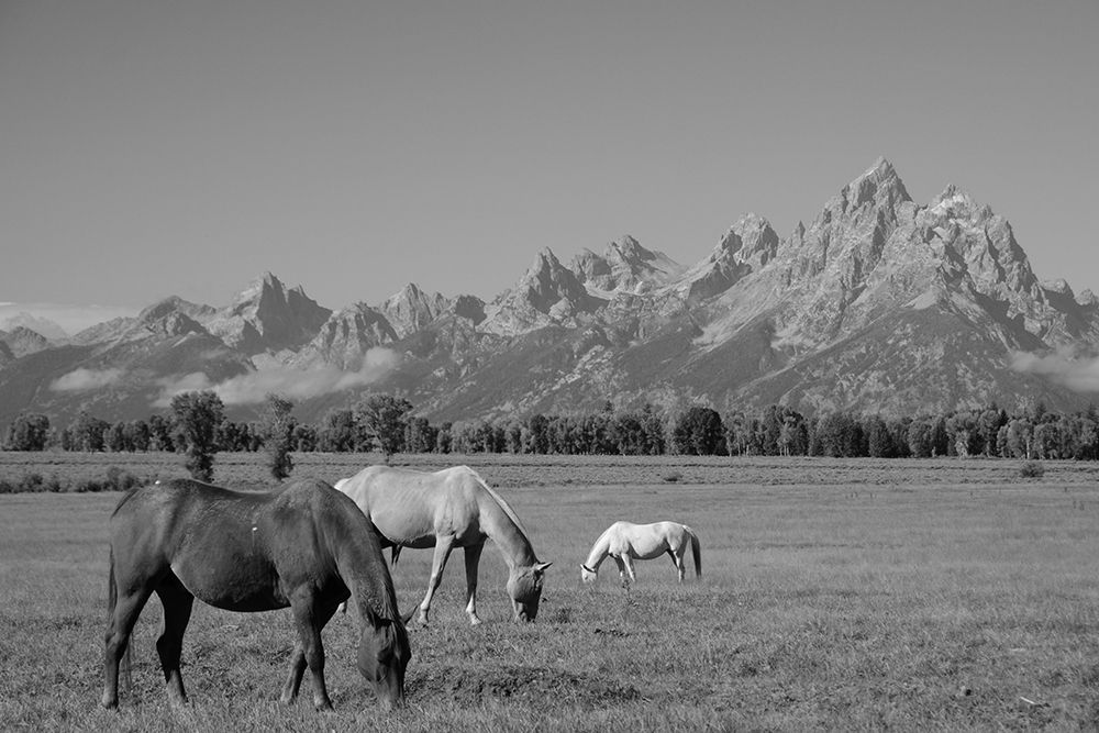 Meadow under the Mountains art print by The Yellowstone Collection for $57.95 CAD