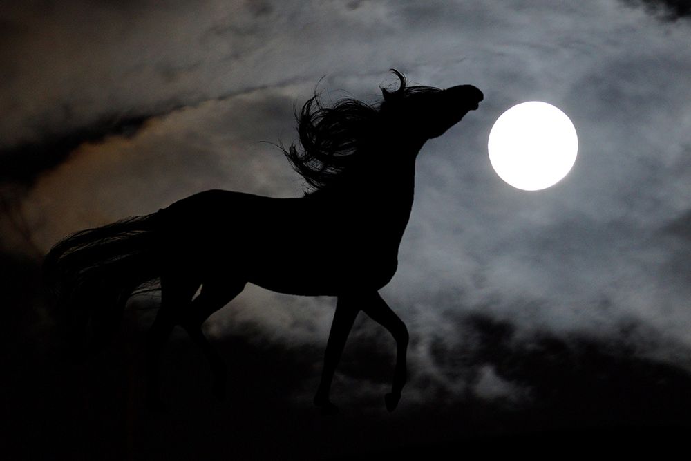 Moonlight Run art print by The Yellowstone Collection for $57.95 CAD
