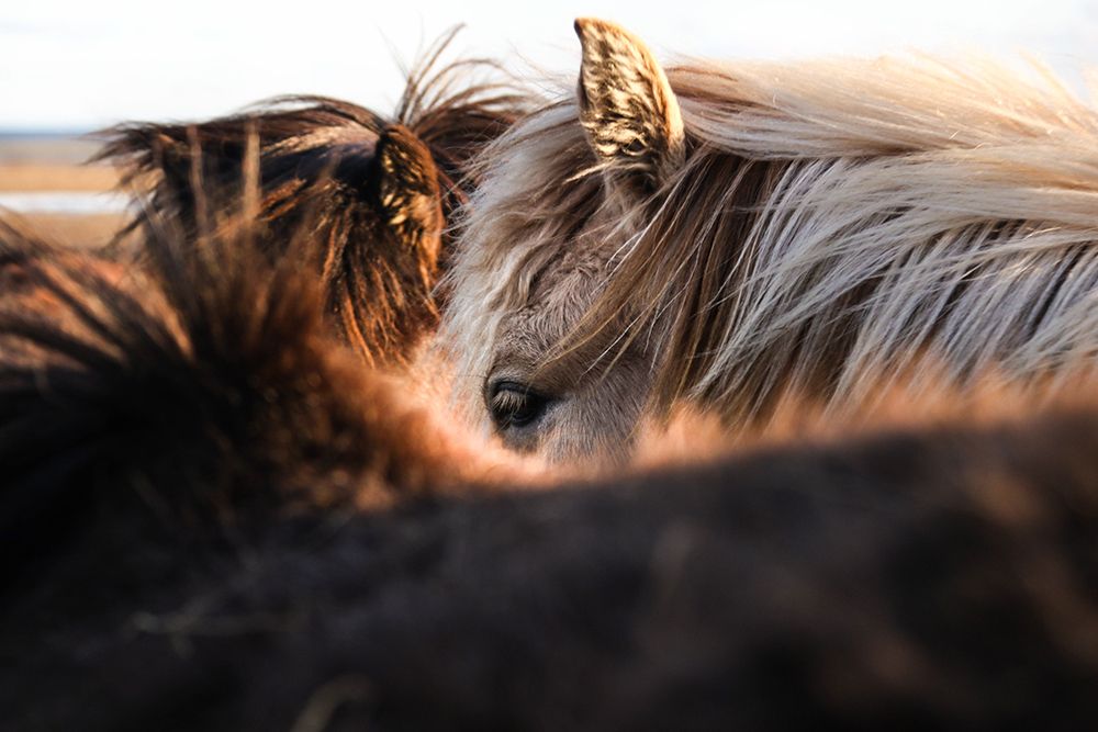 Nuzzle art print by The Yellowstone Collection for $57.95 CAD