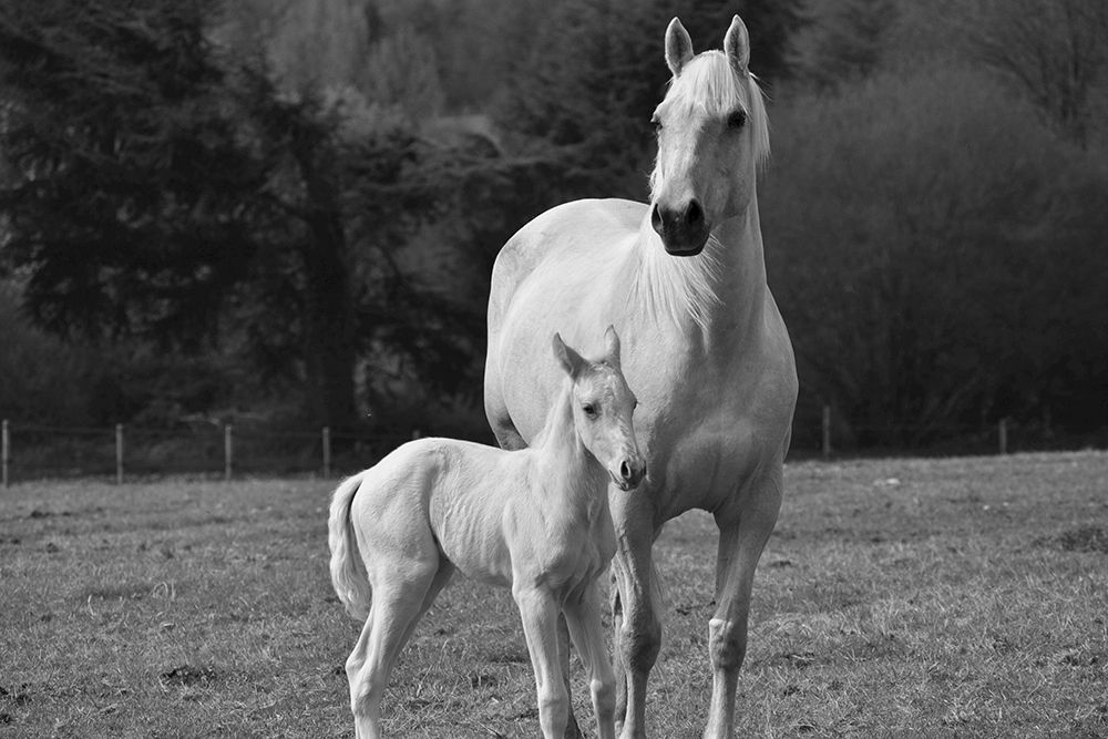 Palomino Horse and Colt art print by The Yellowstone Collection for $57.95 CAD