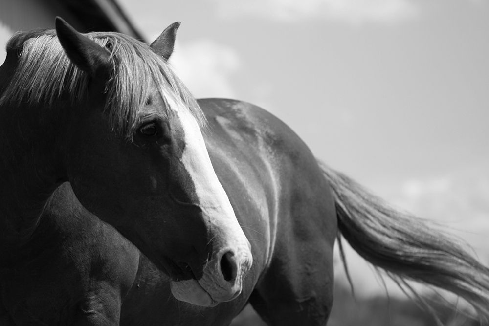 Ready to Ride art print by The Yellowstone Collection for $57.95 CAD
