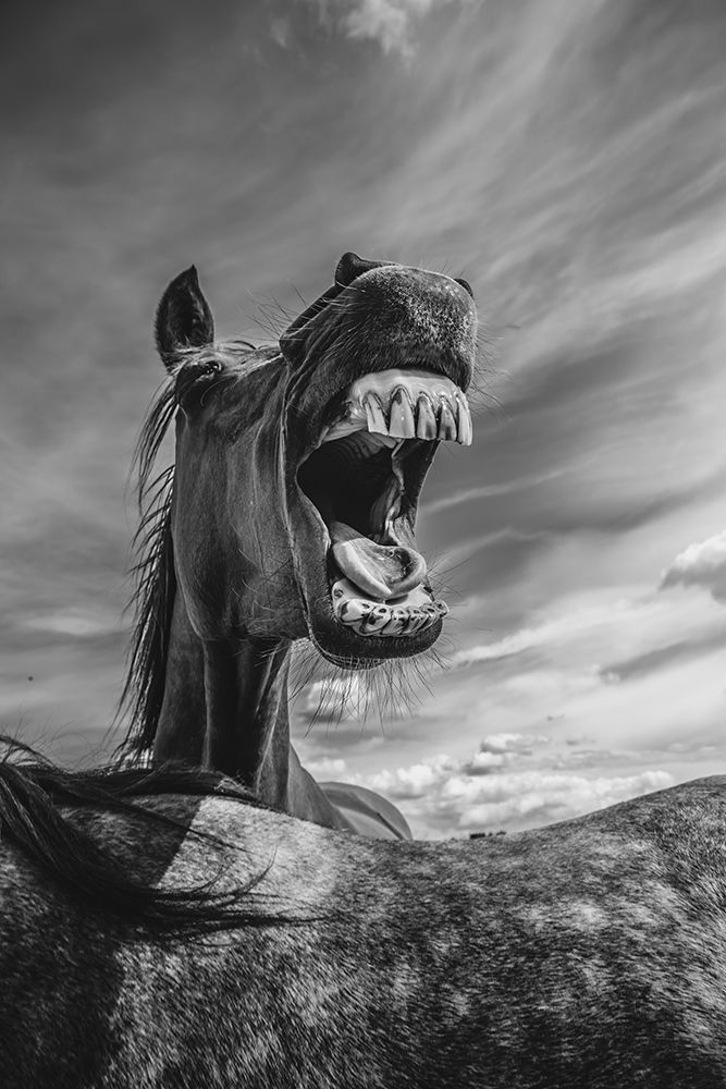 Rebel Yell art print by The Yellowstone Collection for $57.95 CAD