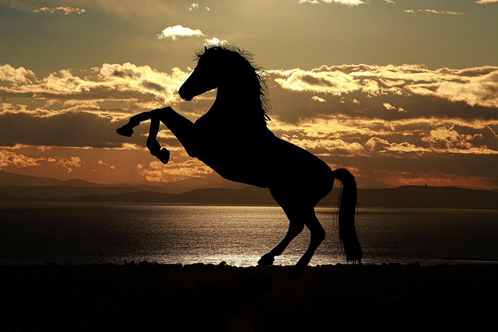 Shadow Dancer art print by The Yellowstone Collection for $57.95 CAD