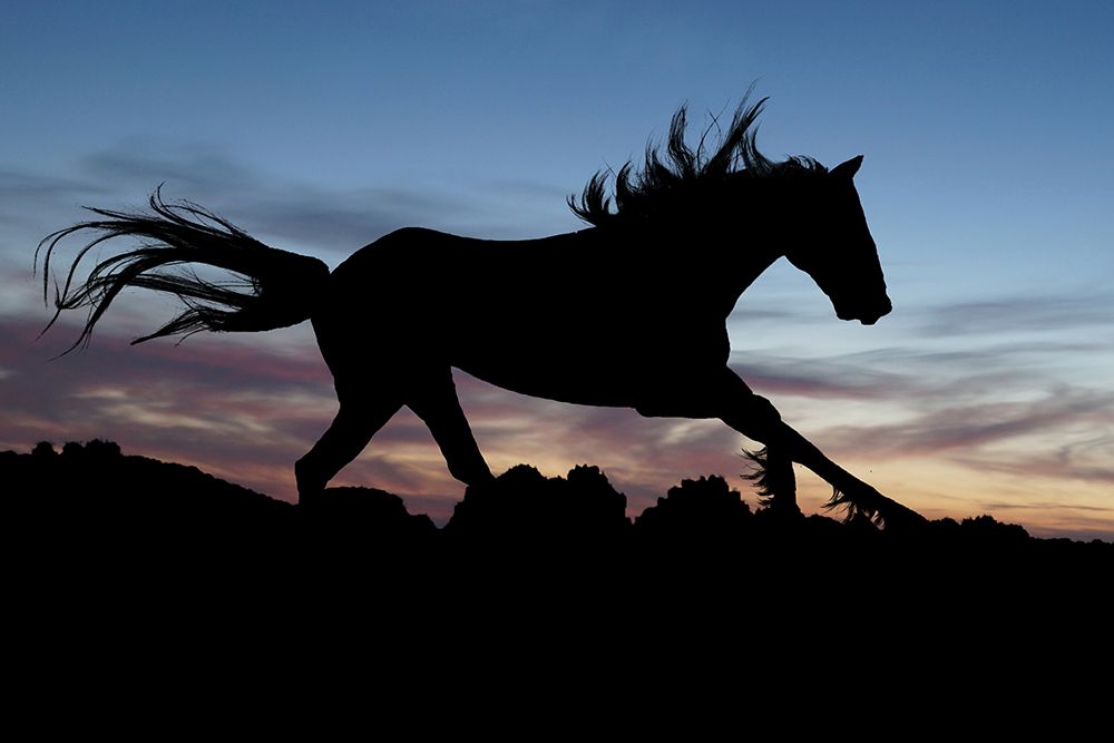 Shadow Gallop art print by The Yellowstone Collection for $57.95 CAD