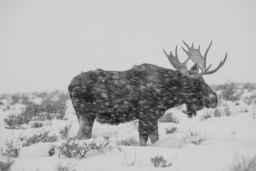 Snowy Elk art print by The Yellowstone Collection for $57.95 CAD