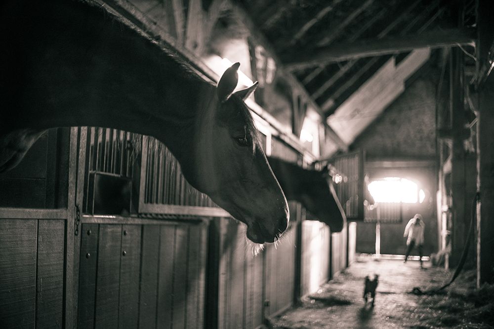 Stable Gossip art print by The Yellowstone Collection for $57.95 CAD