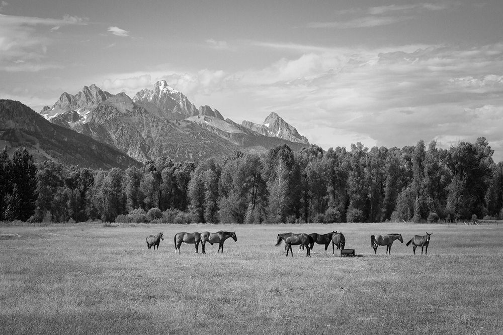 Summer Meadow I art print by The Yellowstone Collection for $57.95 CAD