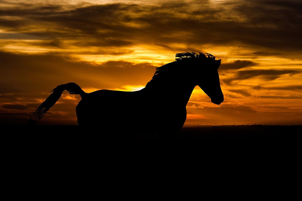 Sunset Shadow art print by The Yellowstone Collection for $57.95 CAD