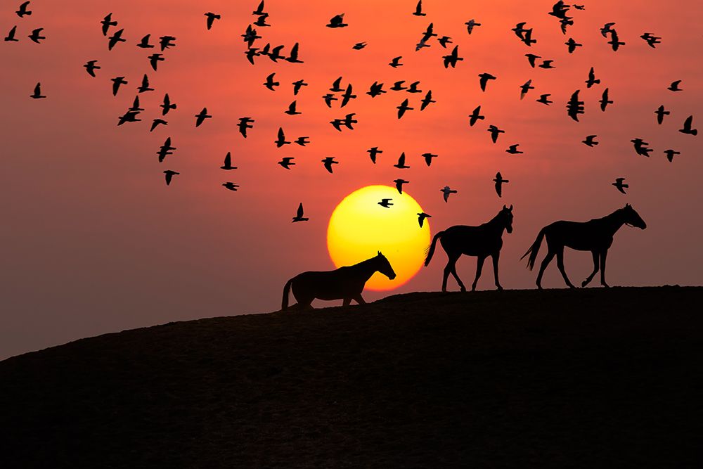 Sunset Stroll art print by The Yellowstone Collection for $57.95 CAD