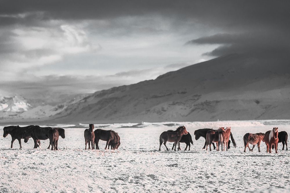 The Frozen Plain art print by The Yellowstone Collection for $57.95 CAD