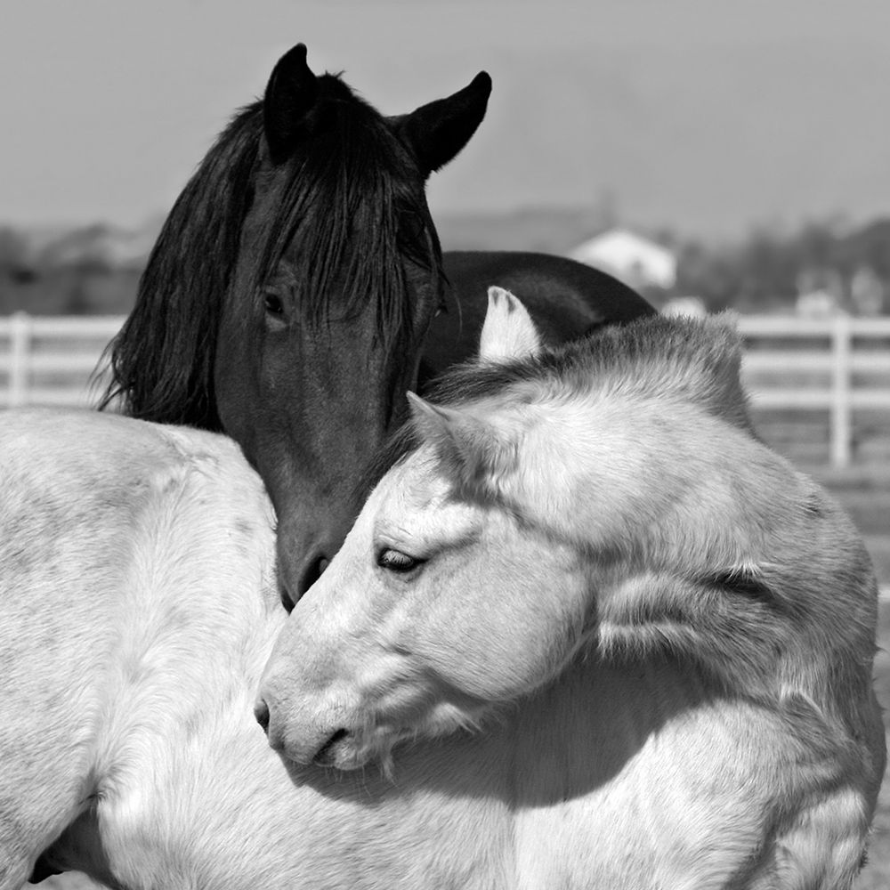The Long Kiss art print by The Yellowstone Collection for $57.95 CAD