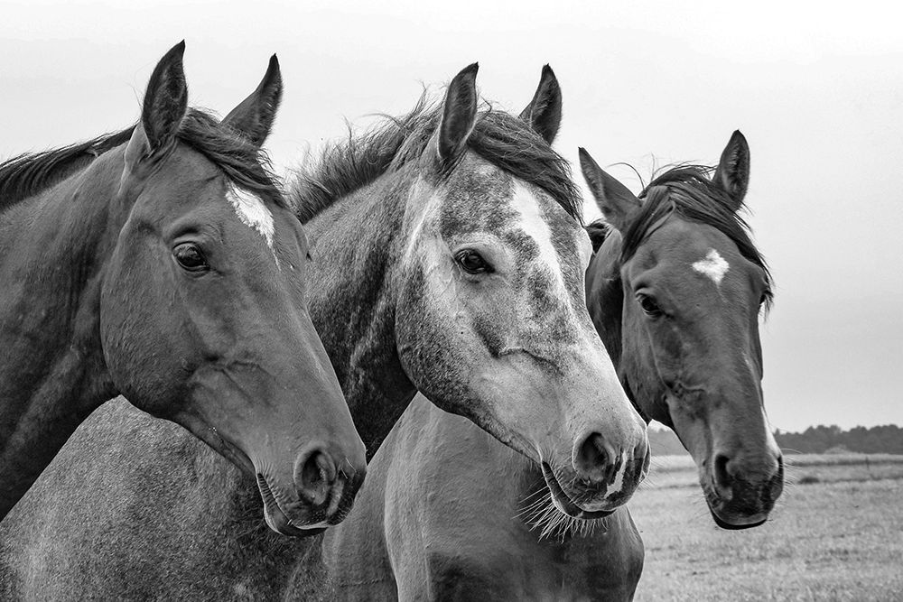 Three of a Kind art print by The Yellowstone Collection for $57.95 CAD