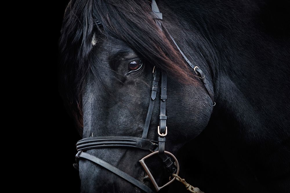 Up Close art print by The Yellowstone Collection for $57.95 CAD