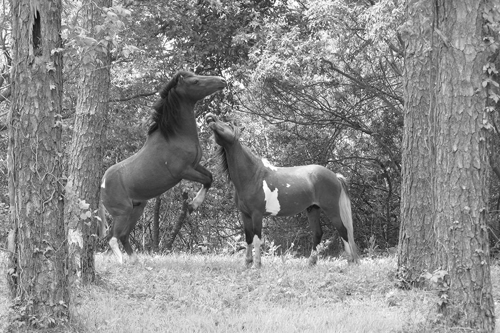 Wild Horses in the Forest art print by The Yellowstone Collection for $57.95 CAD