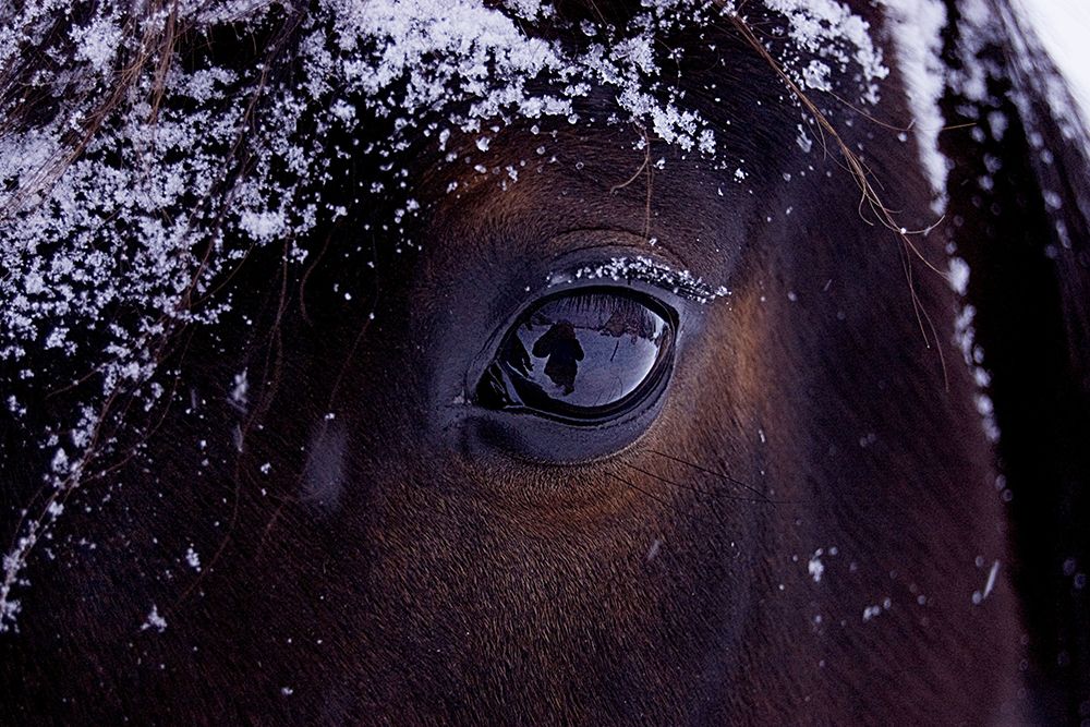 Winter Eye art print by The Yellowstone Collection for $57.95 CAD