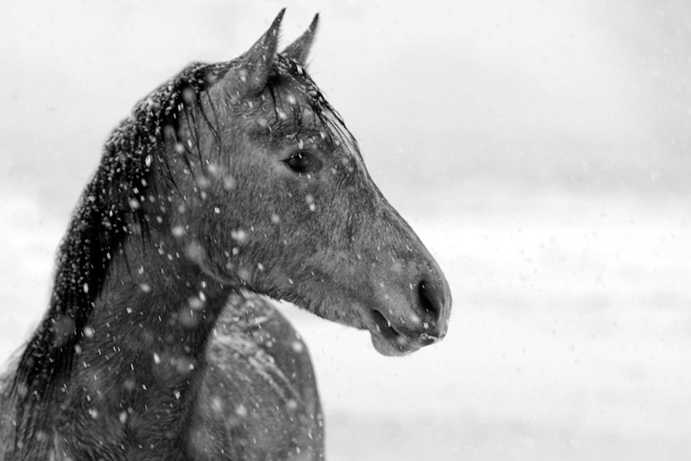 Winter Snow art print by The Yellowstone Collection for $57.95 CAD