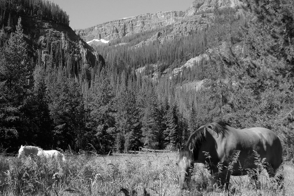 Younts Peak, Cody, Wyoming art print by The Yellowstone Collection for $57.95 CAD
