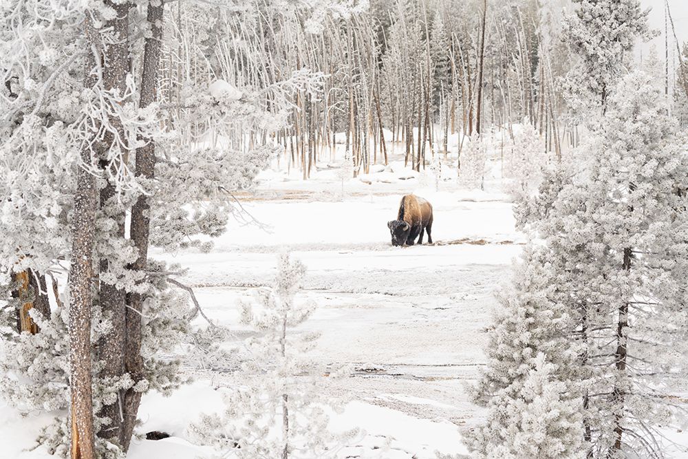 Bison in Norris Geyser Basin, Yellowstone National Park art print by Jacob W. Frank for $57.95 CAD